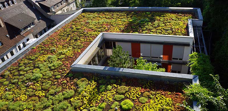 Dachdecker und Zimmerer: Begrünte Dächer sehen schön aus, dämmen sehr gut und binden CO2. 