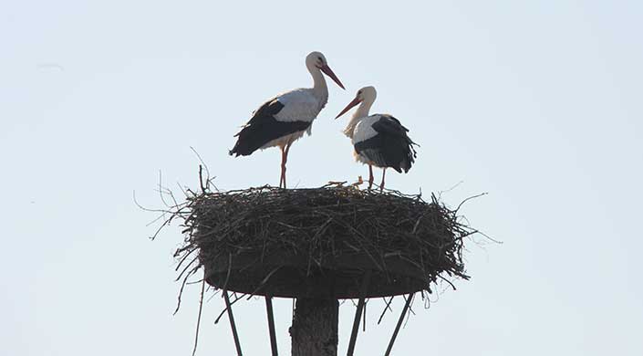 Bild von zwei Störchen auf dem Nest
